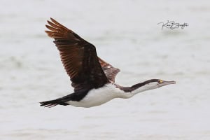 Pied Shag