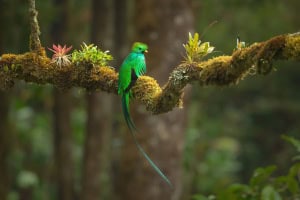A Male Resplendent Quetzal at Rest on a Limb Adorned with Orchids