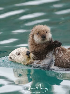 Sea Otters