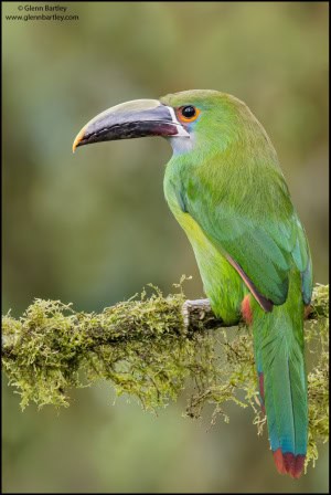 Southern Emerald-toucanet (Aulacorhynchus Albivitta)