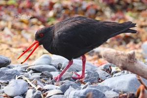 Variable Oystercatcher