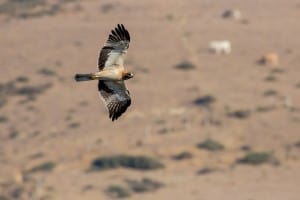 Booted Eagle, Spain