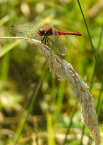 Resting Red Dart