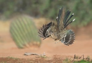 Roadrunner and Rattlesnake