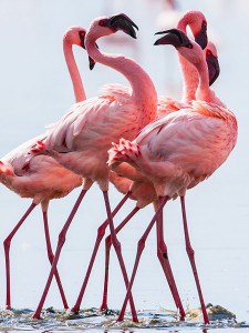 Lesser Flamingos