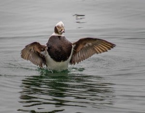 Long-tailed Duck Flapping
