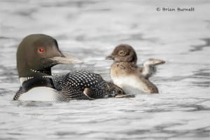 Common Loon with Chick