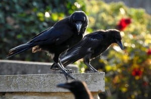 Raven Family