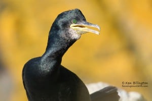 European Shag Phalacrocorax Aristotelis