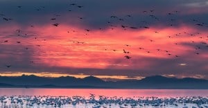 Snow Geese in Pink Sunset