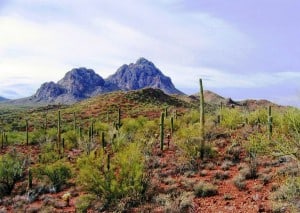 Sonoran Desert Landscape