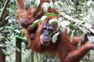 The Sumatra Orangutan