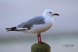 Hartlaub’s Gull (Chroicocephalus Hartlaubii)