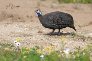 Helmeted Guineafowl (Numida Meleagris)