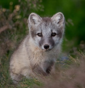 Arctic Fox Cub.
