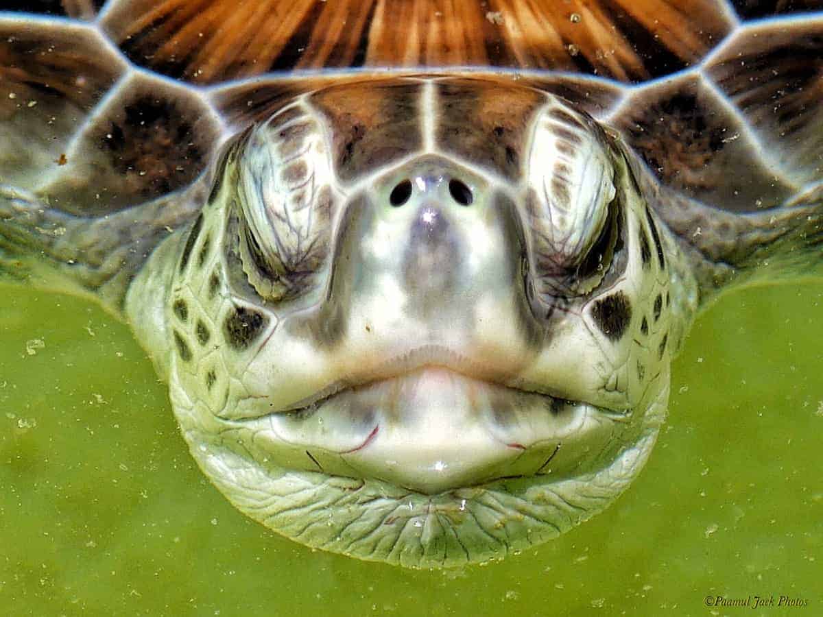 Face to Face – Giant Sea-turtle
