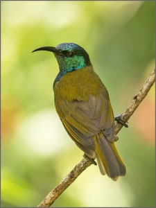 Green-headed Sunbird Male
