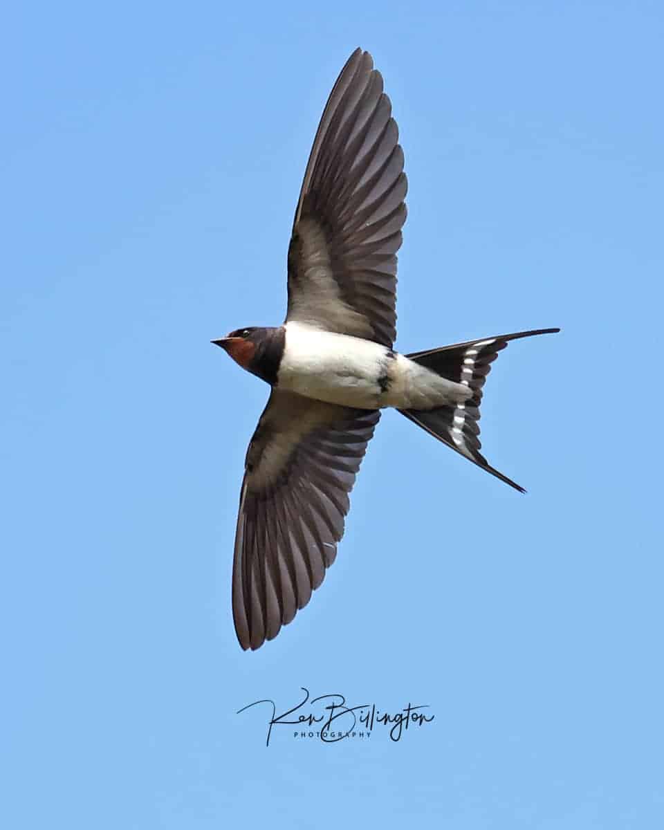 Catching Mosquitoes – Barn Swallow