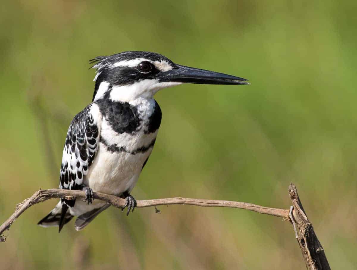 Pied Kingfisher Perching on a Branch