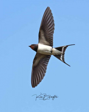 Catching Mosquitoes - Barn Swallow