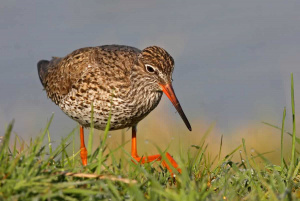 Common Redshank in a Damp Meadow
