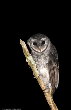 Greater Sooty Owl