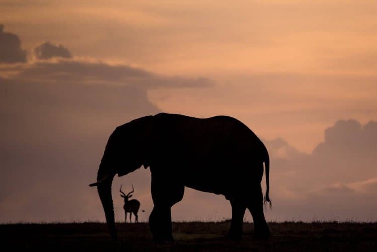 Evening Elephant with Impala