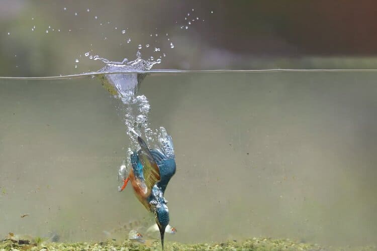 Kingfisher Dives to a Prey