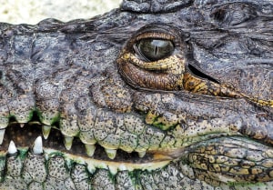 Close up - Mexican Crocodile.