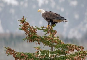 Lots of Wonderful Perches for Posing Eagles