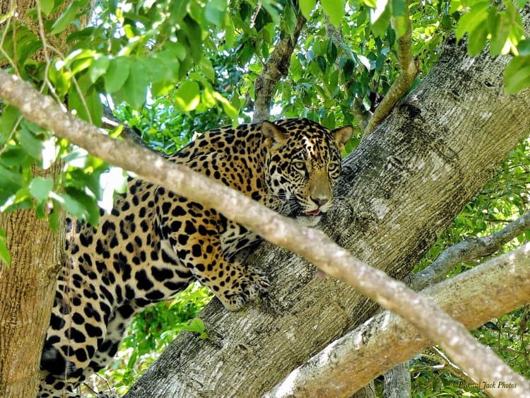 Mexican Jaguar – “looks Appetizing. ”