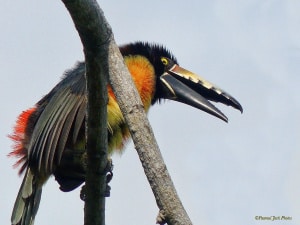 Juvenile Aracari Toucan.