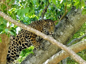 Mexican Jaguar - “looks Appetizing. ”