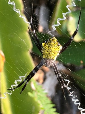 X Marks the Spot (Hawaiian Garden Spider)