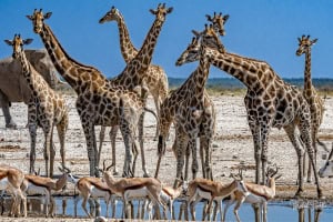 Etosha Giants