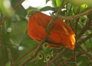 Underneath the Orange Dove