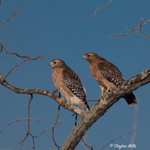 It Takes Two; Red Shouldered Hawks, That is