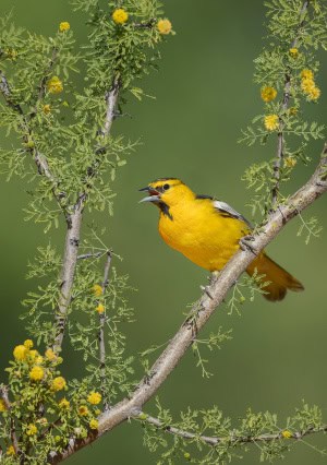 Bullock’s Oriole on Matching Perch