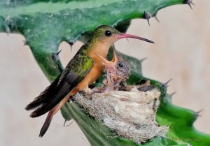 Feeding the Baby (Hummingbird)