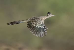 Greater Roadrunner in Flight 