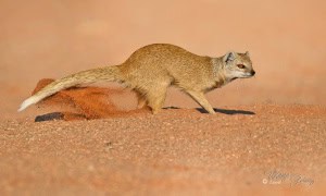 Yellow Mongoose