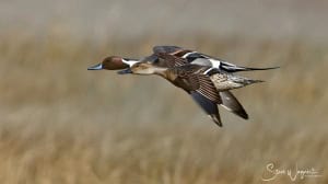 Northern Pintails