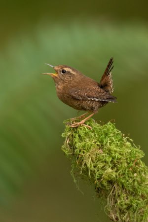 Pacific Wren