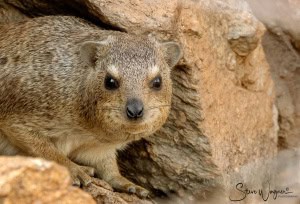 Rock Hyrax