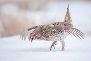 Sharp-tailed Grouse