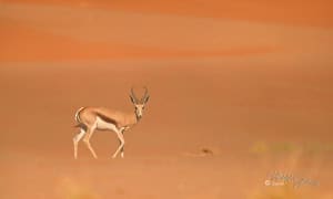 Springbok in Namibia