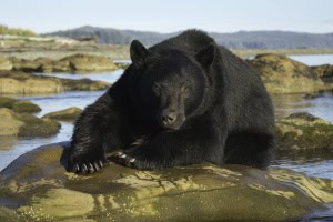 A Large Male Black Bear (Ursus Americanus) Takes a Break from Salmon Fishing