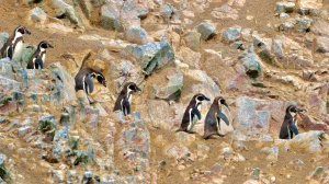 Humboldt Penguins