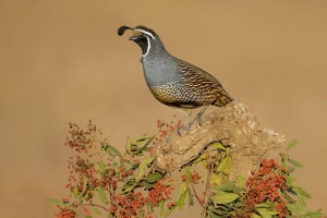 California Quail 