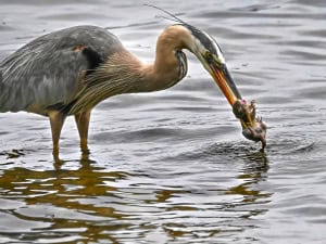 Great Blue Heron Having a Chipmunk for Lunch
